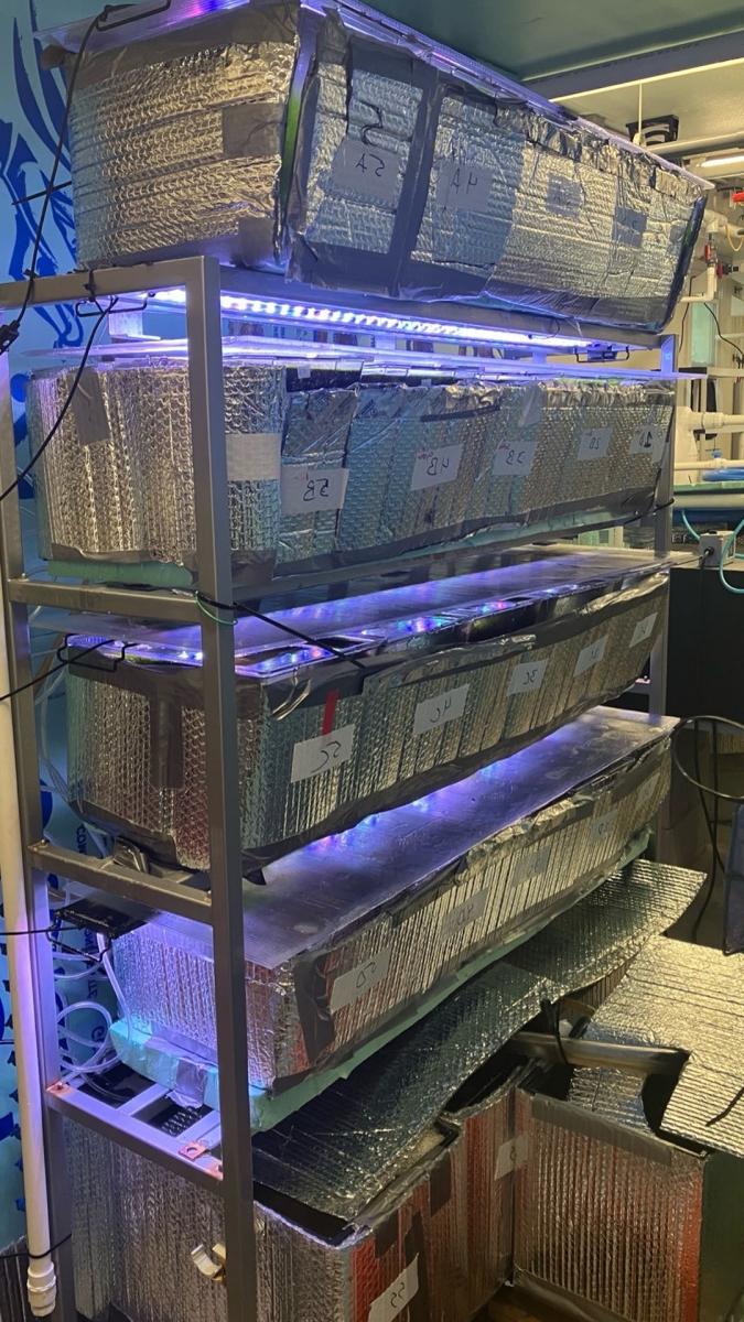 A wall of closed system aquariums with reflective covers over them.